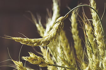 Close-up of golden wheat stalks in a field