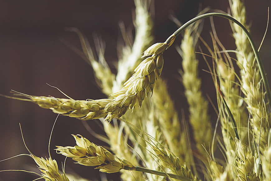 Close-up of golden wheat stalks in a field