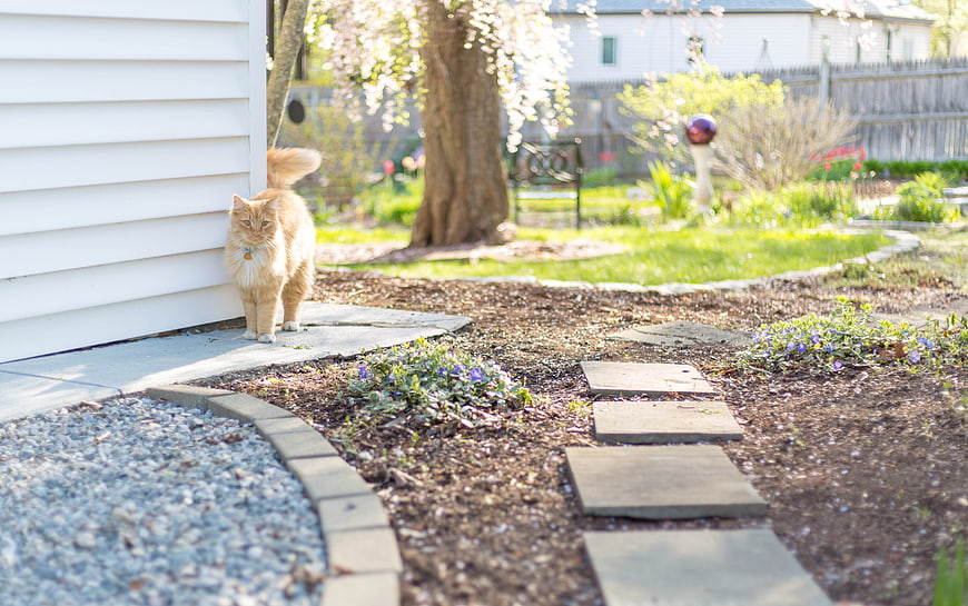 Orange Tabby Cat Standing on Garden Pathway