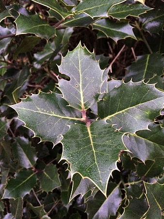 Close-up of glossy holly leaves with spiky edges