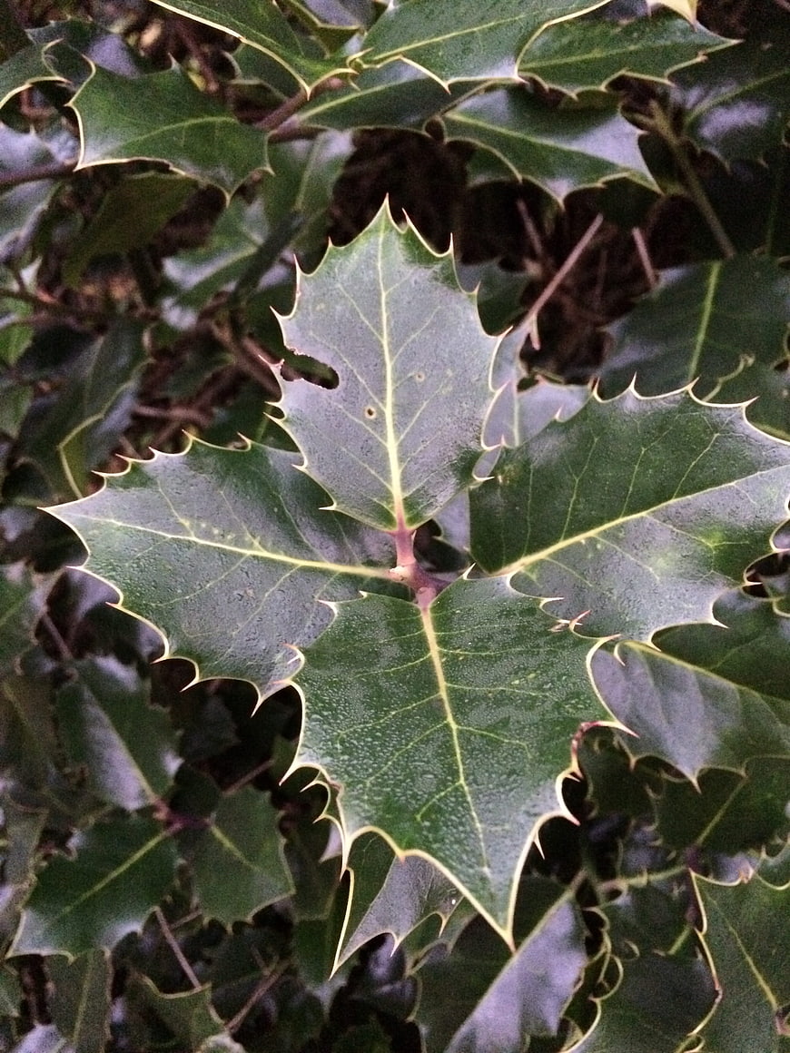 Close-up of glossy holly leaves with spiky edges