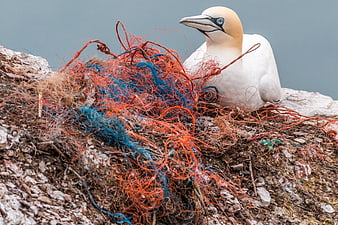 Northern Gull Nesting on Rocky Cliff with Discarded Fishing Nets