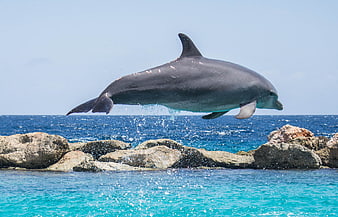 Dolphin Jumping Over Rocks In Turquoise Ocean Water