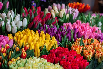 Colorful Tulip Bouquets at Flower Market