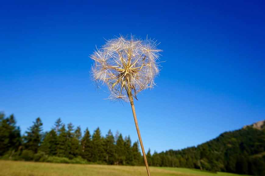Dandelion seed head against blue sky and forest background