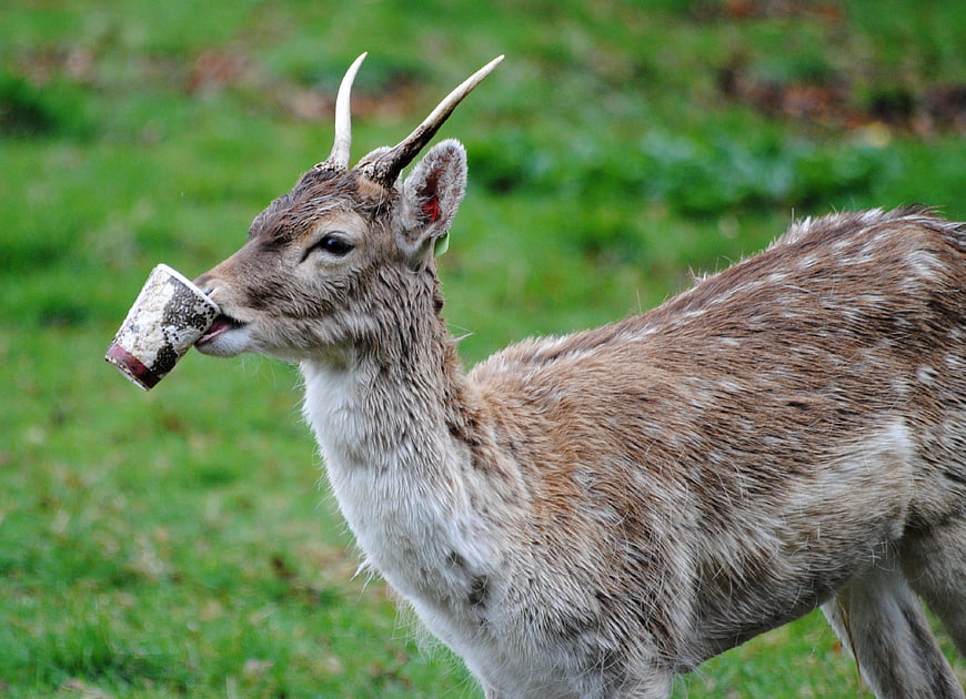 Deer holding coffee cup in mouth on green grass