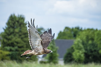 Red-tailed Hawk in Flight with Spread Wings