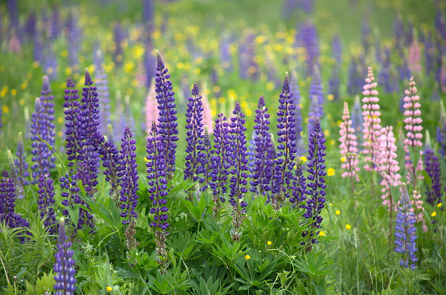 Vibrant purple and pink lupine flowers blooming in a green meadow