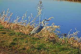 Gray Heron Standing on Grassy Bank by Blue Water