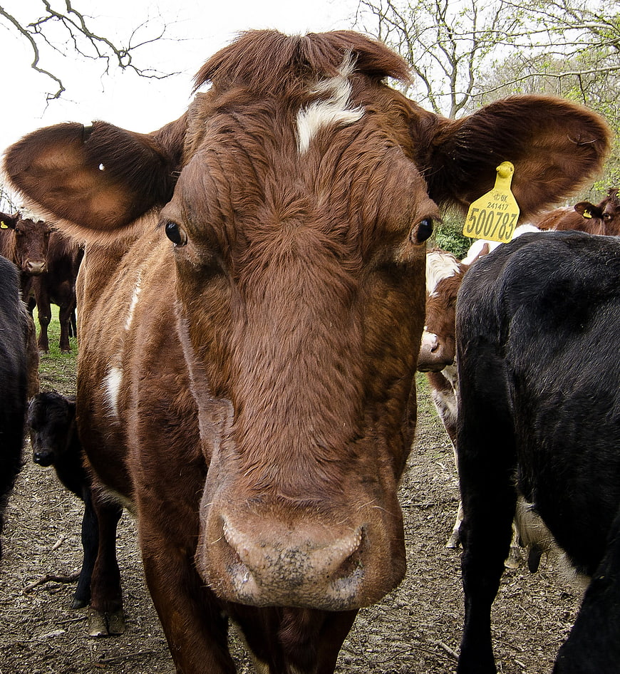 Close-up portrait of brown cow with yellow ear tag