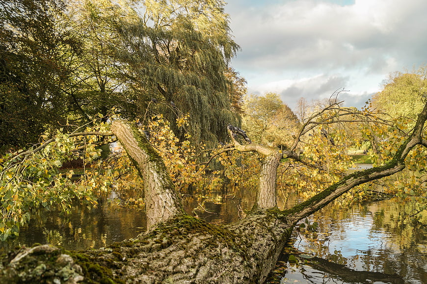 Fallen Tree in River During Autumn Storm
