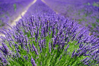 Vibrant Lavender Field with Bee and Green Stems
