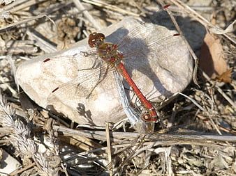 Two red dragonflies mating on a rock in dry grass