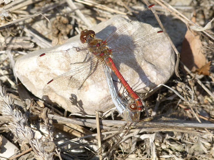 Two red dragonflies mating on a rock in dry grass