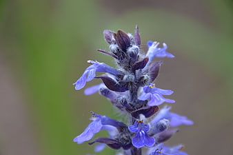 Close-up of purple creeping thyme flower with soft green background