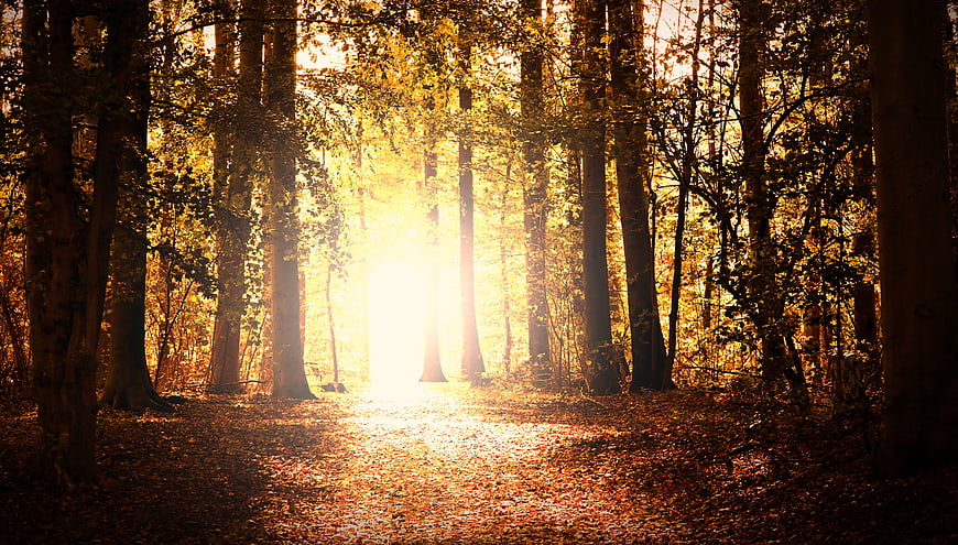 Sunlight streaming through autumn forest path with golden leaves