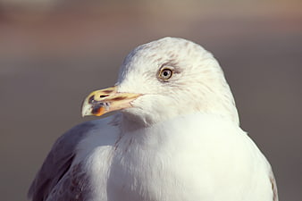 Close-up portrait of a seagull head with yellow beak