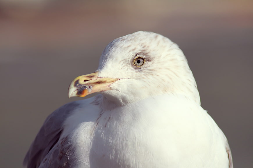 Close-up portrait of a seagull head with yellow beak