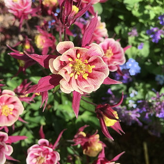 Close-up of pink and yellow columbine flowers in a garden