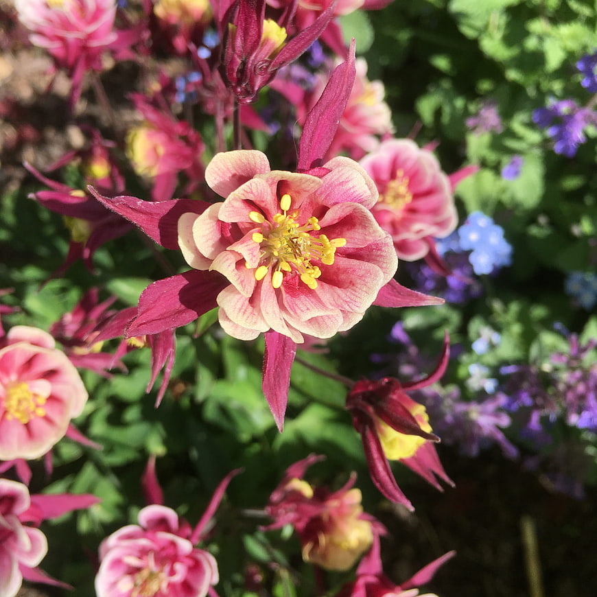 Close-up of pink and yellow columbine flowers in a garden