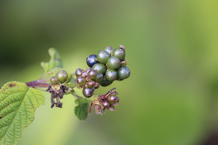 Close-up of green berries on a leafy branch