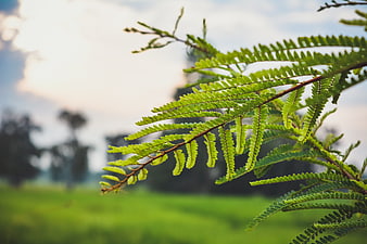 Close-up of vibrant green fern leaves against blurred nature background
