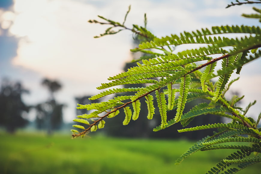Close-up of vibrant green fern leaves against blurred nature background