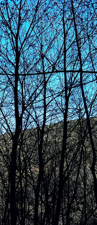 Silhouetted Bare Trees Against Blue Sky and Mountains