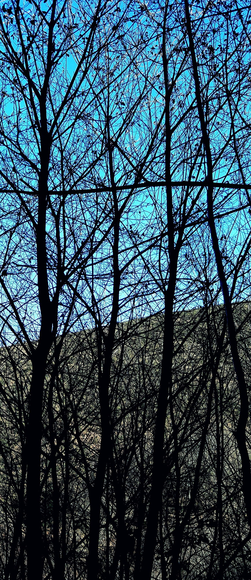 Silhouetted Bare Trees Against Blue Sky and Mountains