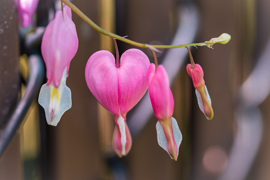 Close-up of Pink Bleeding Heart Flowers Hanging on Stem