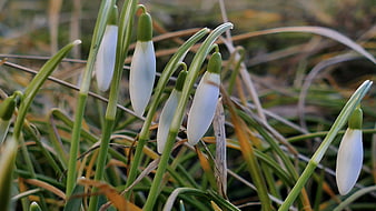 Close-up of white snowdrop flowers blooming in early spring grass