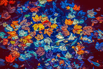 Colorful Autumn Leaves Floating On Dark Water Surface