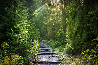 Sunlit forest path with wooden steps and sunbeams