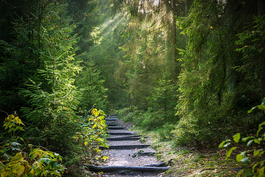 Sunlit forest path with wooden steps and sunbeams