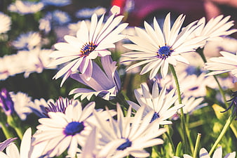 Close-up of white and purple African daisies in sunlight