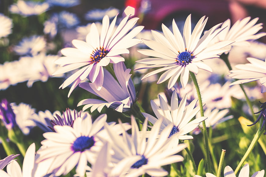 Close-up of white and purple African daisies in sunlight