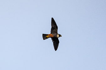 American Kestrel Falcon Flying in Blue Sky