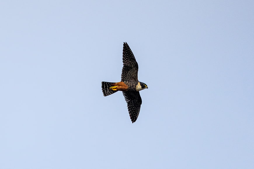 American Kestrel Falcon Flying in Blue Sky