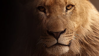 Close-up portrait of a majestic male lion face