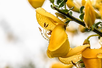 Close-up of yellow broom flowers with raindrops on petals and green stems