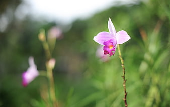 Delicate Pink Orchid Flower in Natural Garden Setting