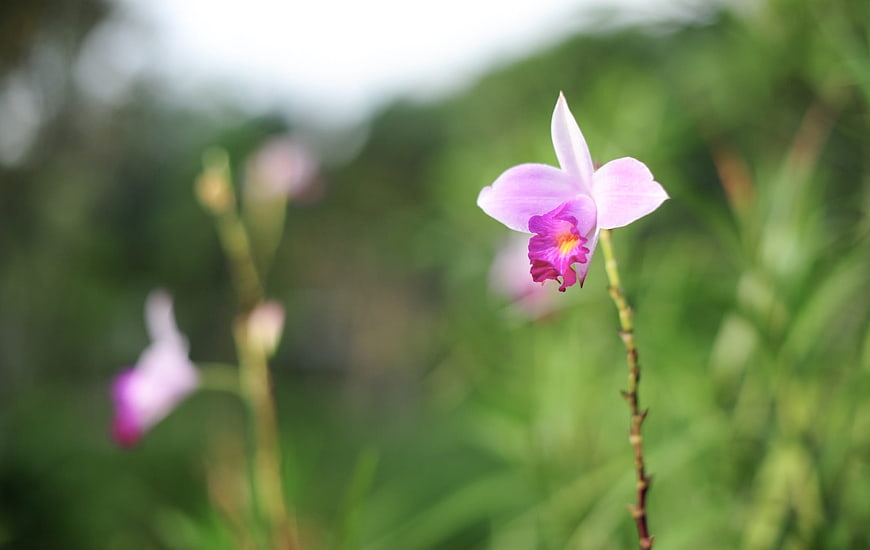 Delicate Pink Orchid Flower in Natural Garden Setting