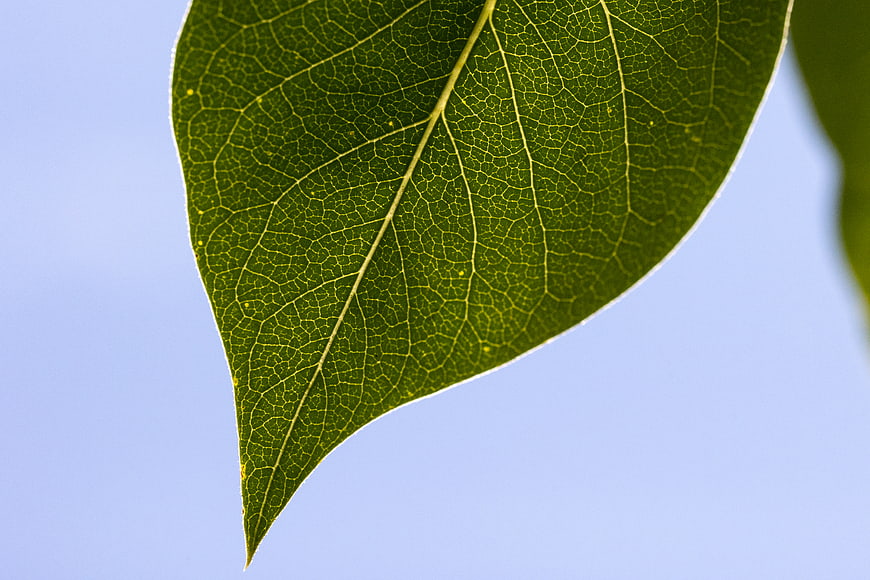 Close-up of green leaf veins against blue sky background
