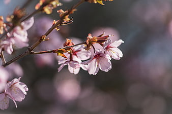 Close-up of delicate pink cherry blossoms on a branch