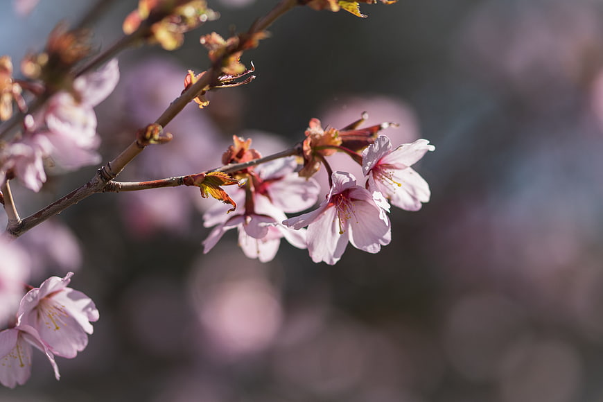 Close-up of delicate pink cherry blossoms on a branch