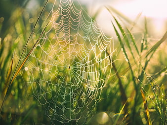 Dewy spider web in morning sunlight with bokeh background