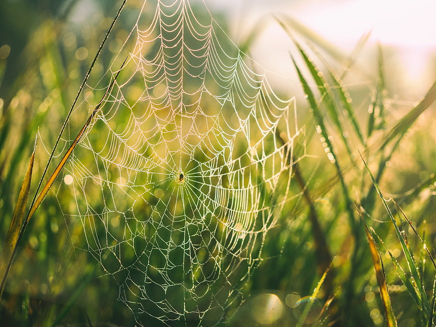 Dewy spider web in morning sunlight with bokeh background