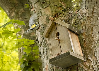 Great Tit Flying Towards Wooden Birdhouse in Tree