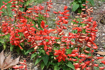 Vibrant Red Salvia Flowers in Garden Bed