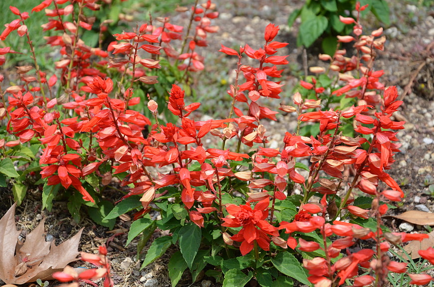 Vibrant Red Salvia Flowers in Garden Bed